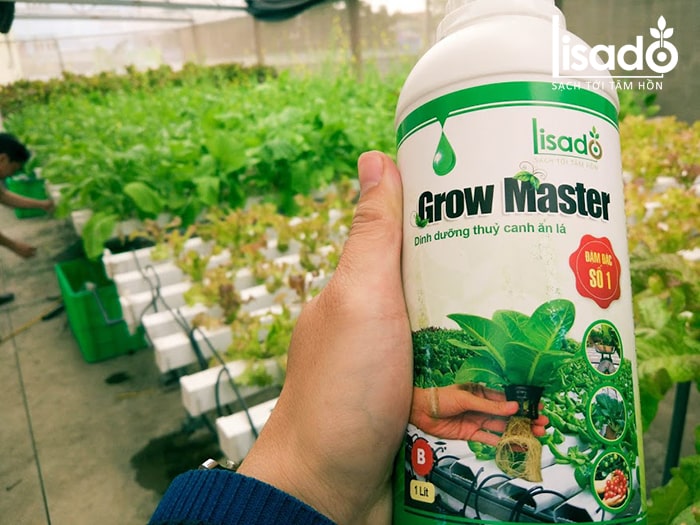 Dung dịch trồng rau muống thuỷ canh Grow Master