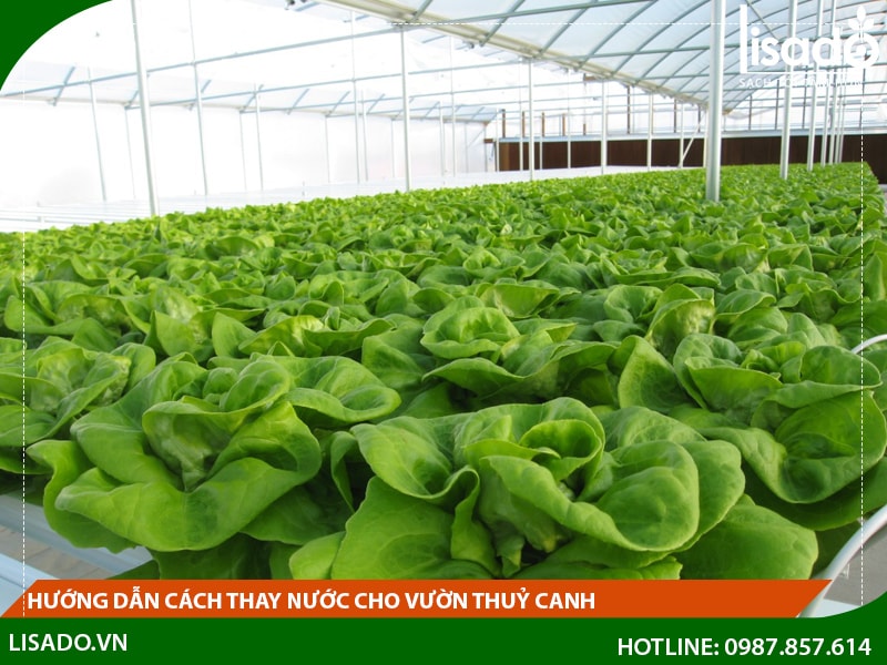 Hướng dẫn cách thay nước cho vườn thuỷ canh