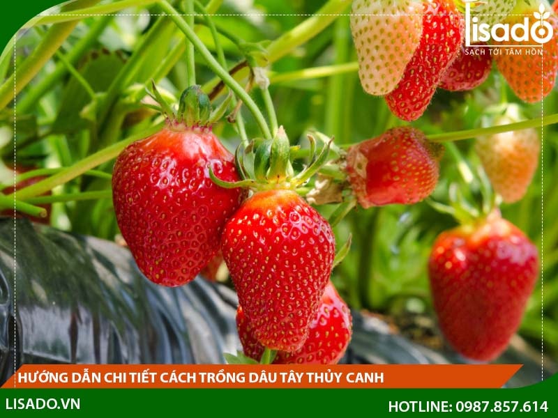 Hướng dẫn chi tiết cách trồng dâu tây thủy canh