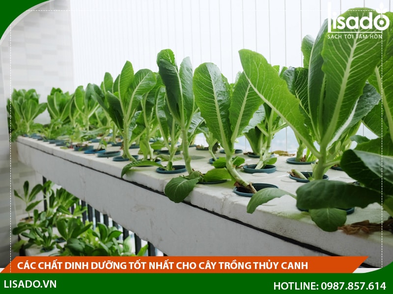 Các chất dinh dưỡng tốt nhất cho cây trồng trong thủy canh