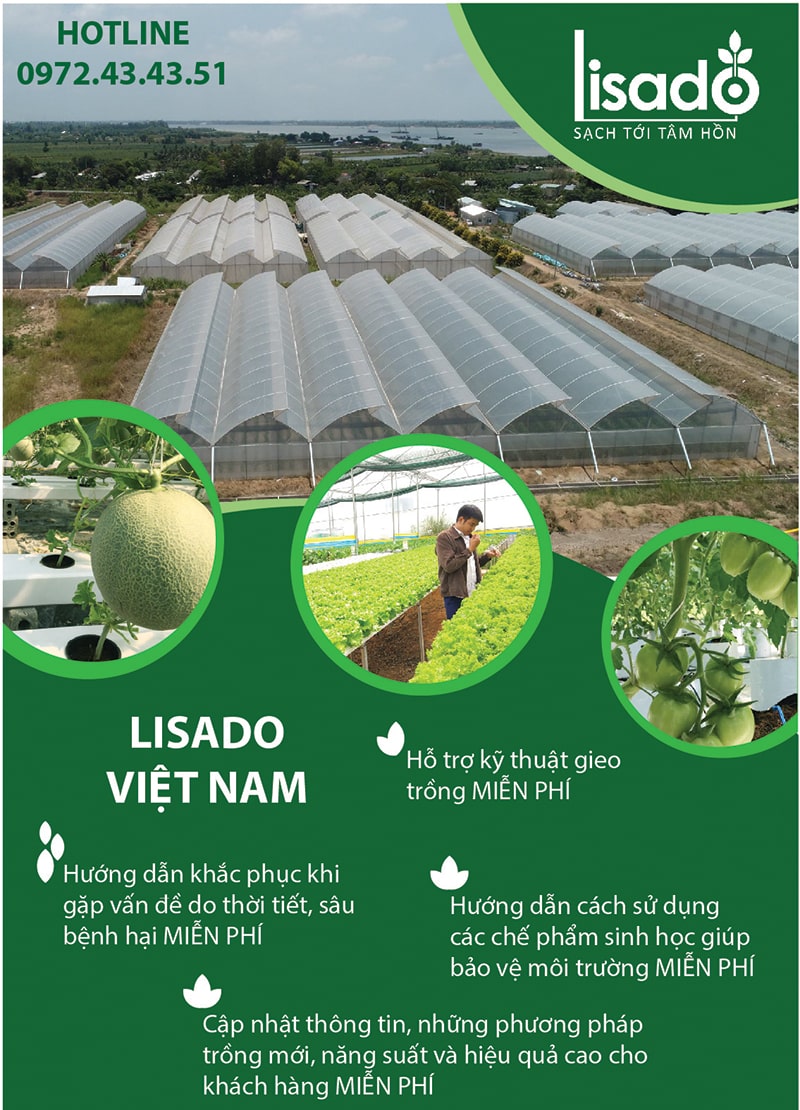 Tư vấn, hỗ trợ kỹ thuật trồng, chăm sóc sau thi công