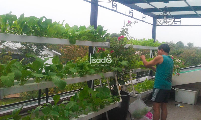 Hướng Dẫn Tự Lắp đặt Giàn Thuỷ Canh Hồi Lưu
