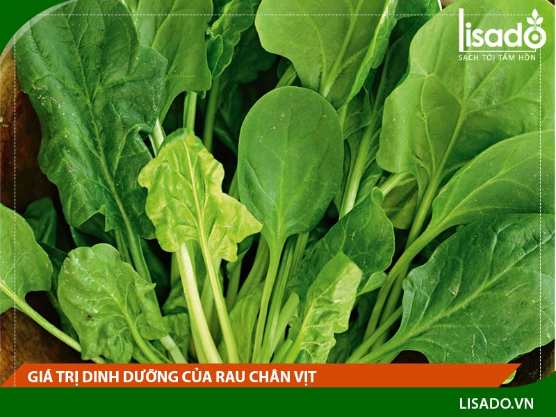 Giá trị dinh dưỡng của rau chân vịt thủy canh