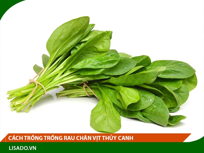 Cách trồng trồng rau chân vịt thủy canh đơn giản, dễ làm