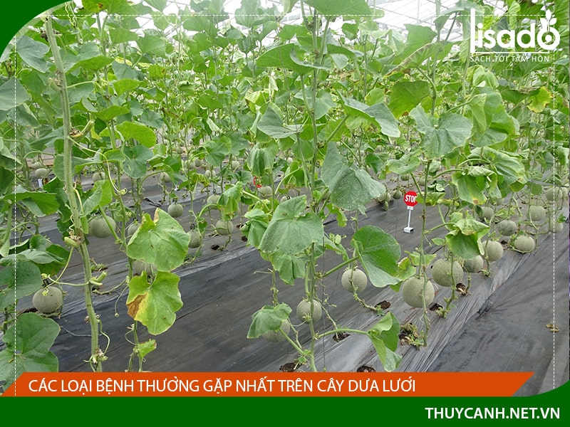 Các loại bệnh thường gặp nhất trên cây dưa lưới