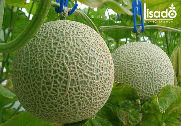 Cây dưa lưới cần được bảo vệ để ngăn ngừa bệnh phấn trắng