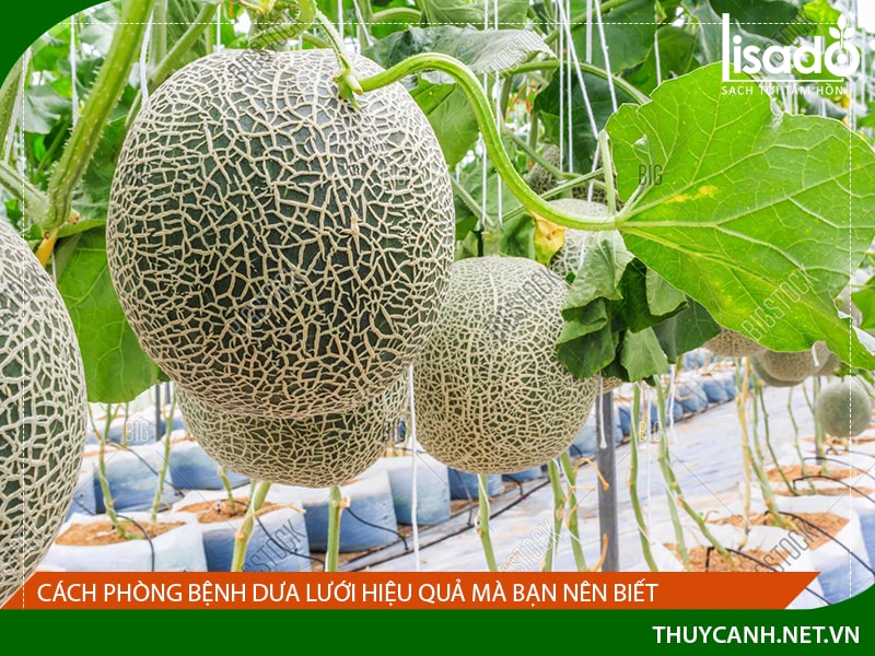 Cách phòng bệnh dưa lưới hiệu quả mà bạn nên biết