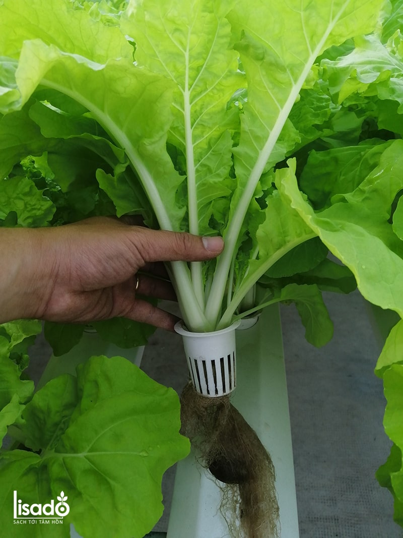 Phân bón thủy canh Grow Master dạng bột cho rau ăn lá