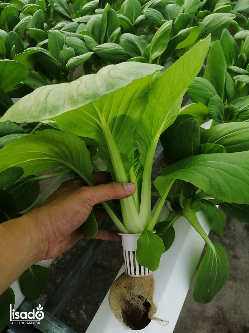 Phân bón thủy canh Grow Master dạng bột cho rau ăn lá