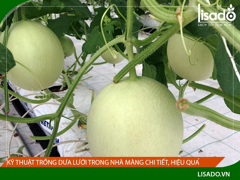 Kỹ thuật trồng dưa lưới trong nhà màng chi tiết, hiệu quả