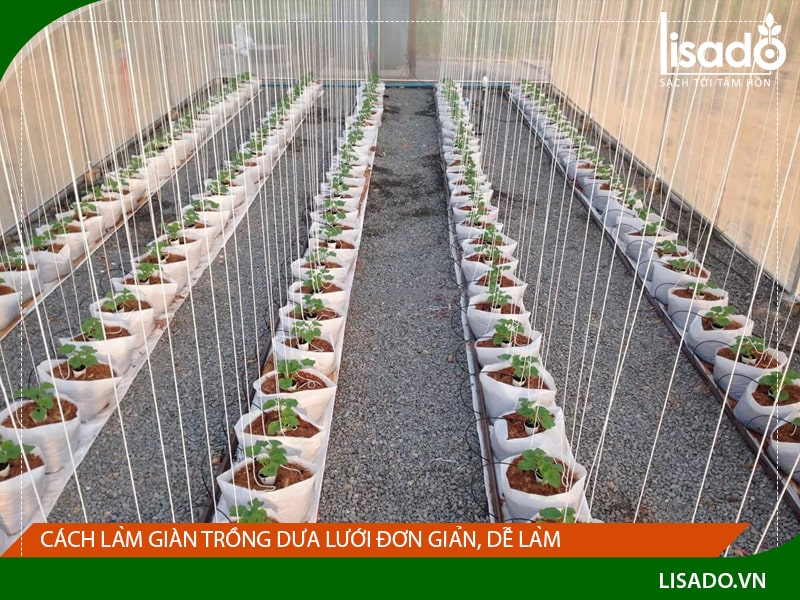 Cách làm giàn trồng dưa lưới đơn giản, dễ làm