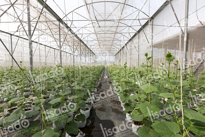 Mô hình trồng dưa lưới với hệ thống tưới nhỏ giọt Lisado