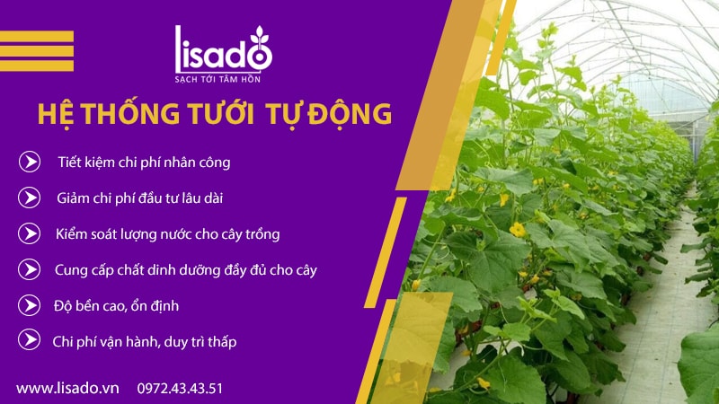 Lắp đặt - thi công hệ thống tưới nhỏ giọt cho dưa lưới, cà chua giá tốt