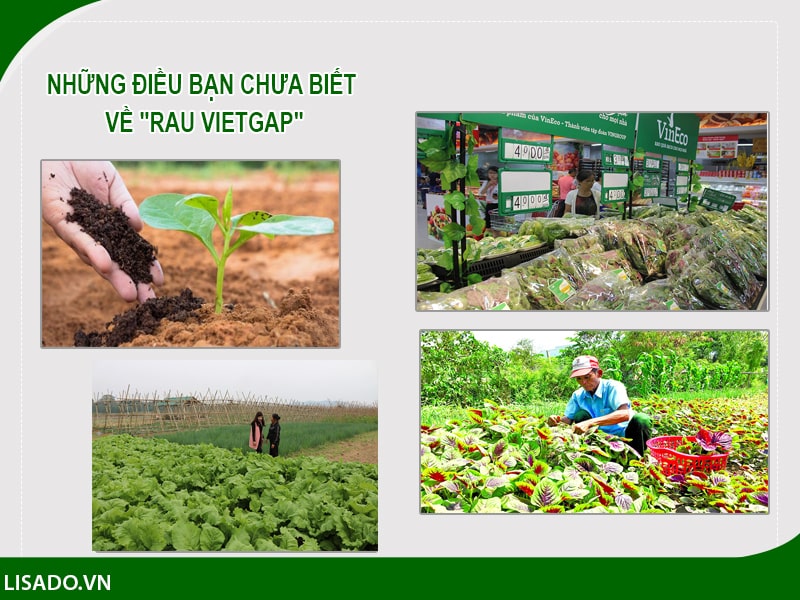 Những điều bạn chưa biết về "rau VietGap"