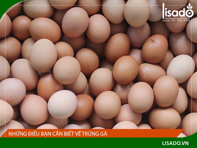 Những điều bạn cần biết về trứng gà – thực phẩm giàu dinh dưỡng