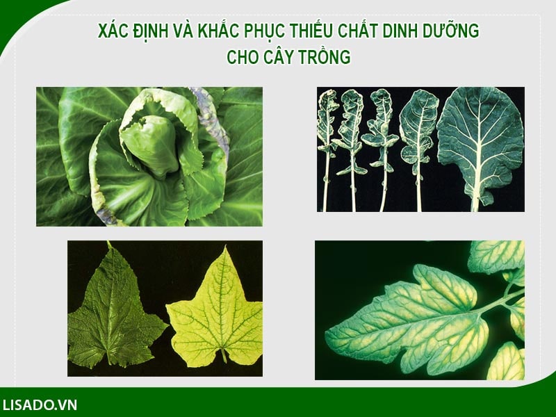 Xác định và khắc phục thiếu chất dinh dưỡng cho cây trồng