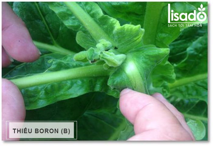 Boron (B) thiếu trong cây trồng