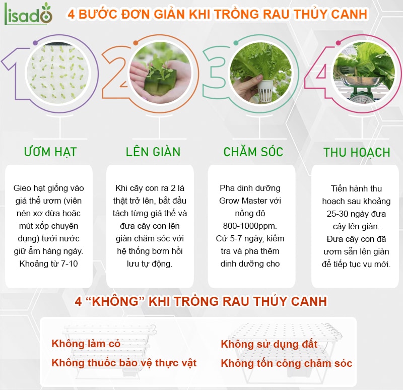 4 bước chăm sóc rau thủy canh tại nhà