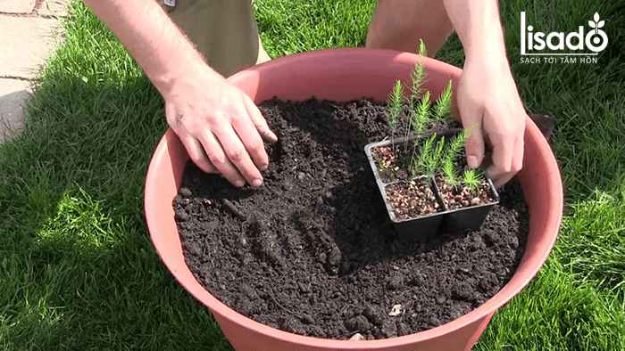 Cách trồng măng tây trong chậu, thùng xốp