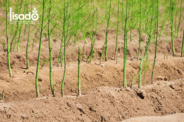 Măng tây bị vàng lá