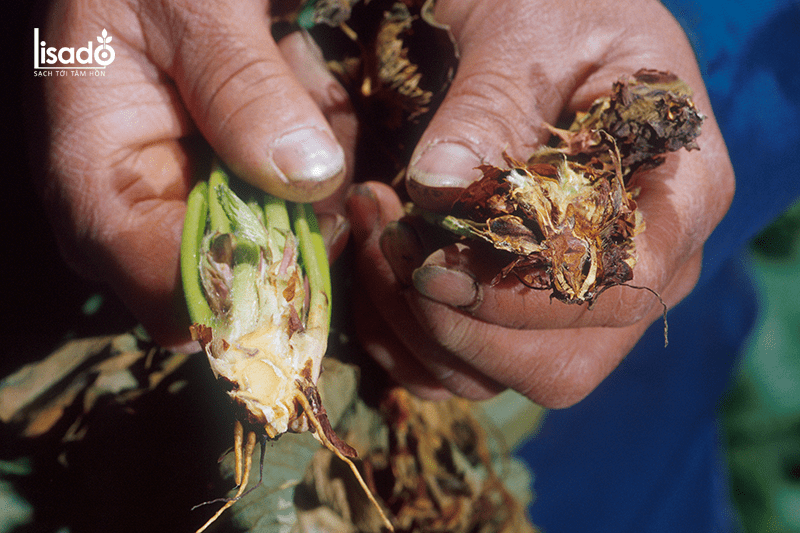 Làm cách nào để khắc phục vườn măng tây bị bệnh?