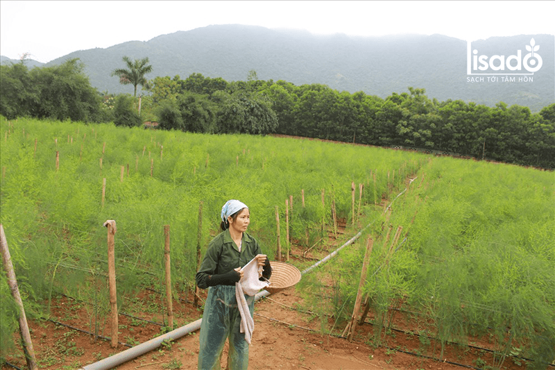 Điều kiện khí hậu, thổ nhưỡng ở Phú Yên phù hợp trồng măng tây