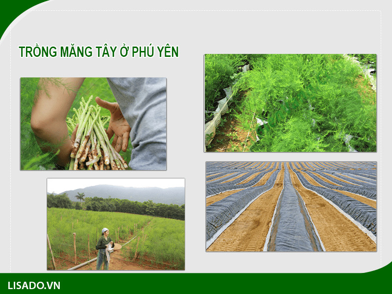 Trồng măng tây ở Phú Yên