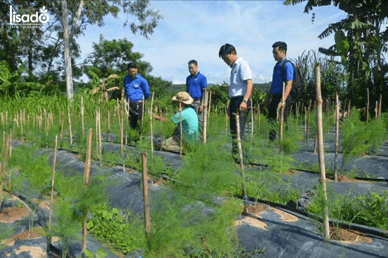 Trồng măng tây ở Quảng Nam