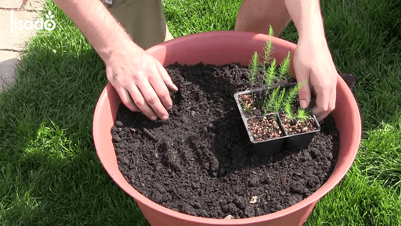 Xử lý đất thật kỹ trước khi trồng măng tây