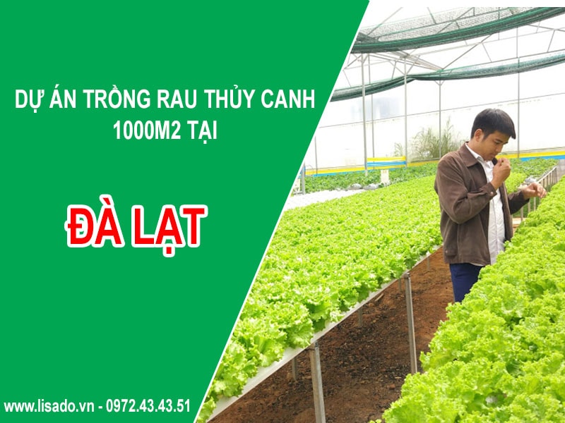 Dự án nhà màng trồng rau thủy canh 1000m2 tại Đà Lạt