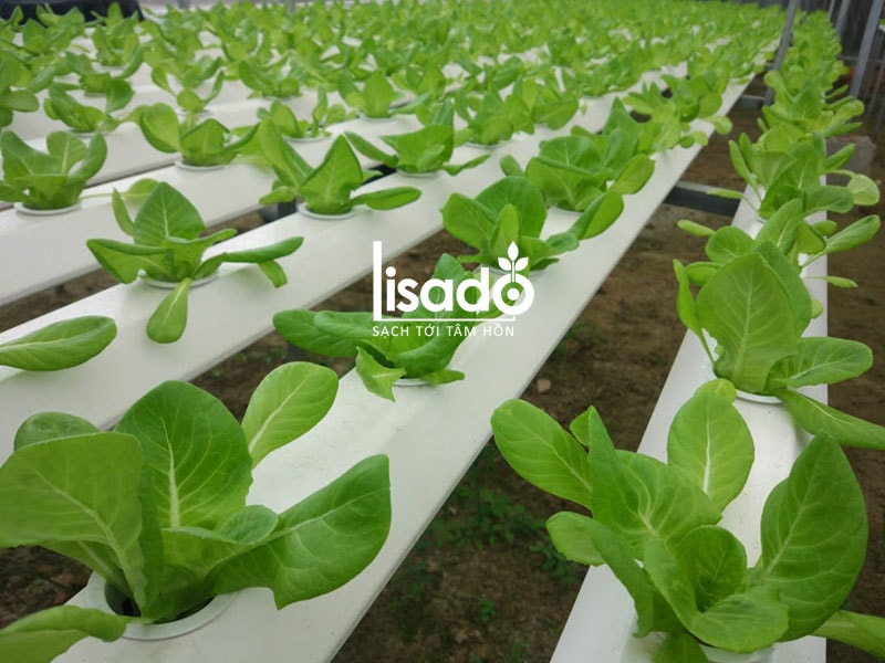 Dự án trồng rau thủy canh 300m2 tại Hòa Vàng, Đà Nẵng