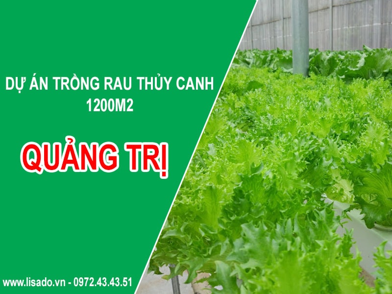 Dự án trồng rau thủy canh 1200m2 tại Quảng Trị