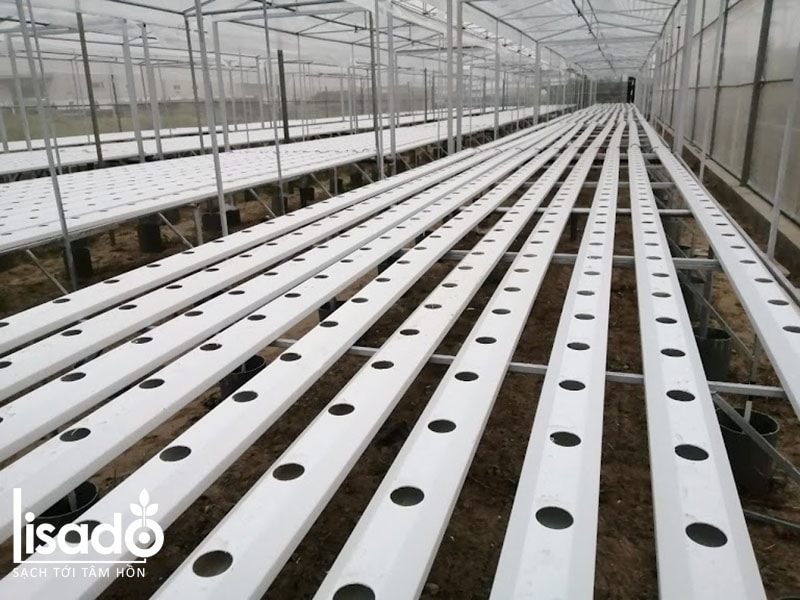 Dự án trồng rau thủy canh 500m2 tại nhà máy Stroman - Tân Á Đại Thành