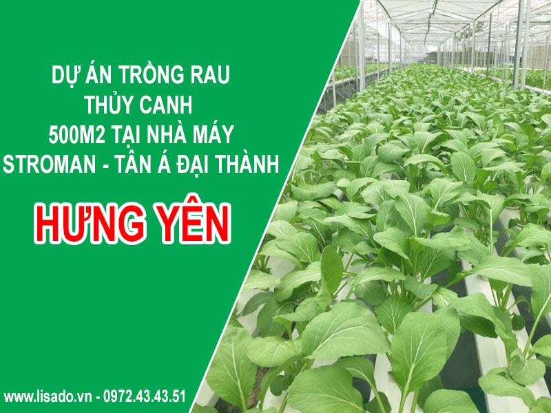 Dự án trồng rau thủy canh 500m2 tại nhà máy Stroman - Tân Á Đại Thành