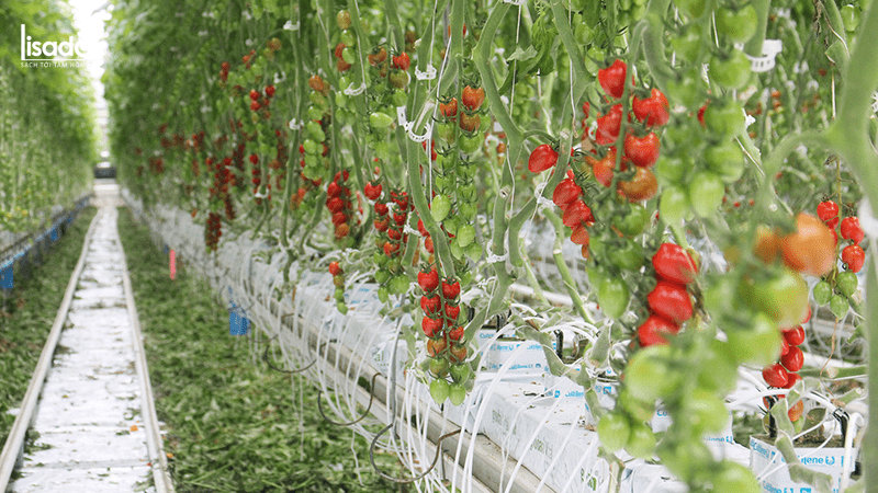 Chi phí trồng 1000m2 cà chua là bao nhiêu?