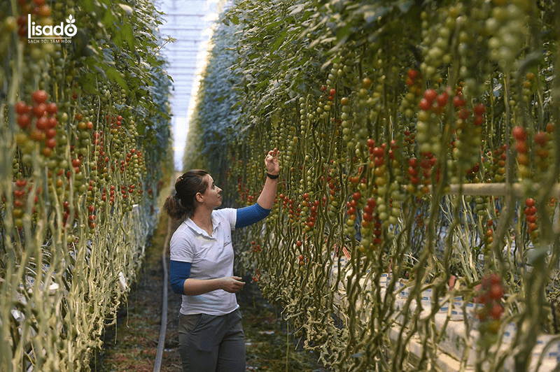 500m2 trồng cà chua trong nhà màng-nhà lưới bao nhiêu?