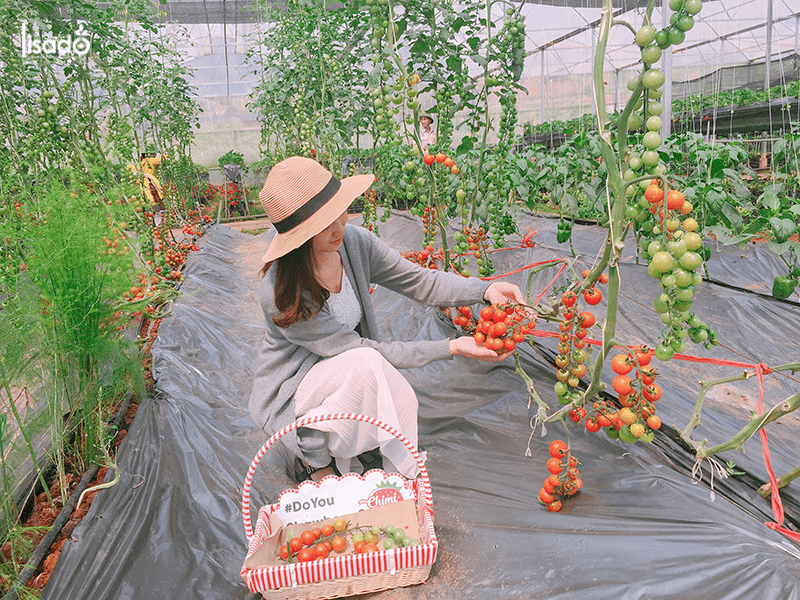 trồng 500m2 cà chua