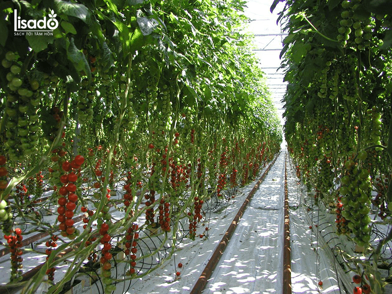 Thời vụ trồng cà chua trong nhà kính, nhà lưới