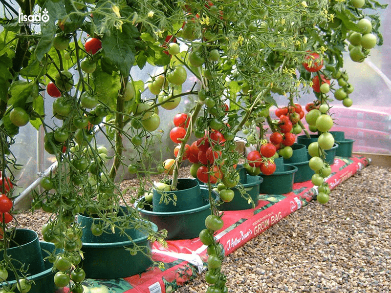 Sau 60-65 ngày trồng cây cà chua bắt đầu cho thu hoạch