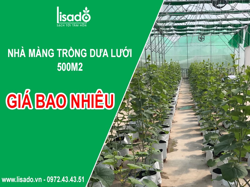 500m2 nhà màng trồng dưa lưới khoảng bao nhiêu?