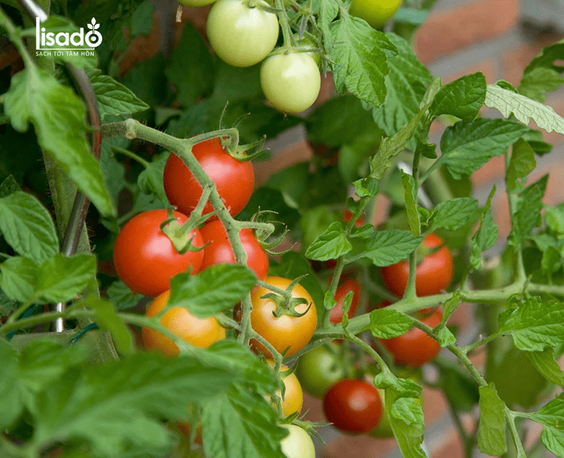 Ưu điểm của việc trồng cà chua trong nhà kính - nhà lưới
