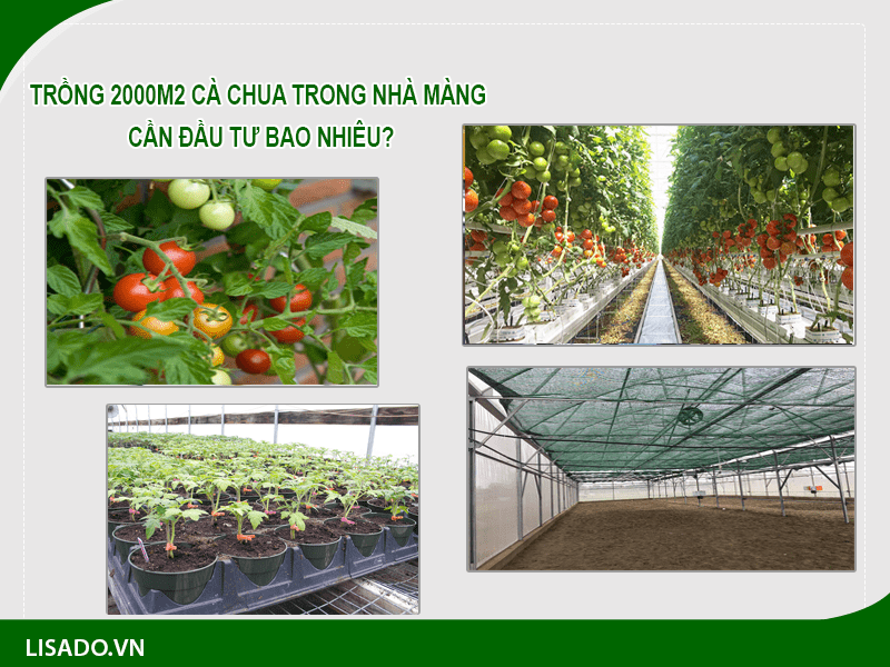 Trồng 2000m2 cà chua trong nhà màng cần đầu tư bao nhiêu?