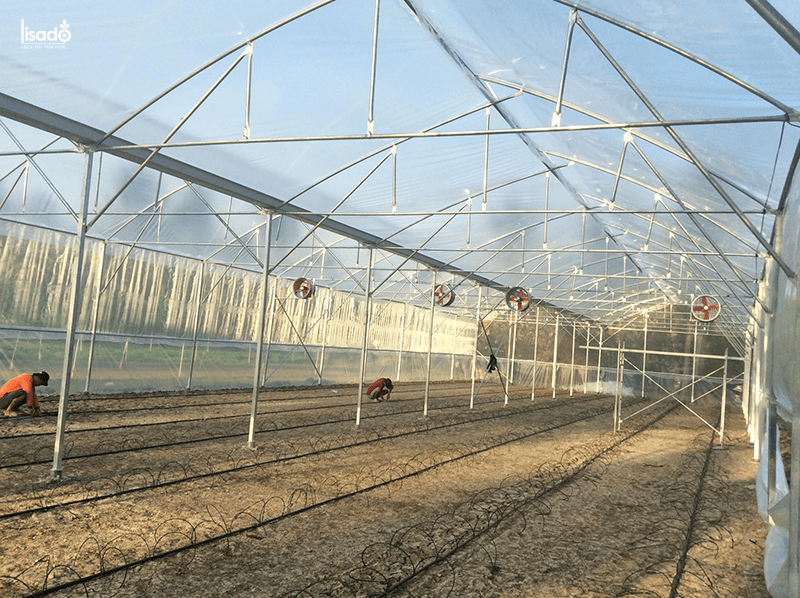 Xây nhà kính trồng dưa lưới 2000m2