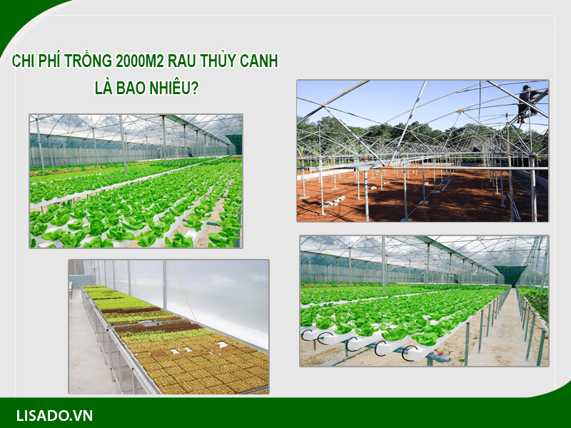 Chi phí trồng 2000m2 rau thủy canh là bao nhiêu?