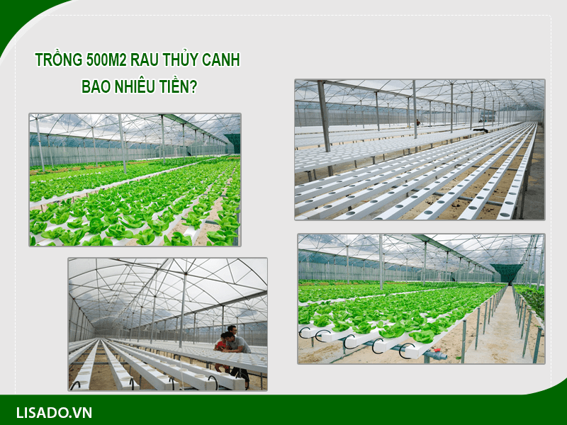 Trồng 500m2 Rau Thủy Canh Bao Nhiêu Tiền?