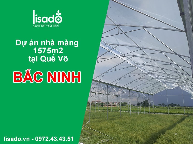 Dự án thi công nhà màng dưa lưới diện tích 1575 m2 tại Bắc Ninh