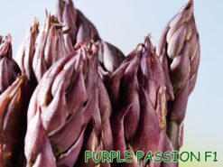Hạt giống măng tây tím Purple Passion F1