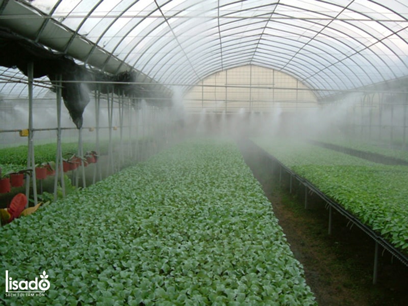 Hệ thống tưới phun sương kết hợp cho rau củ quả