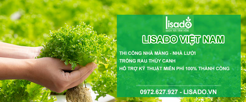 Thi công mô hình trồng rau thủy canh quy mô công nghiệp