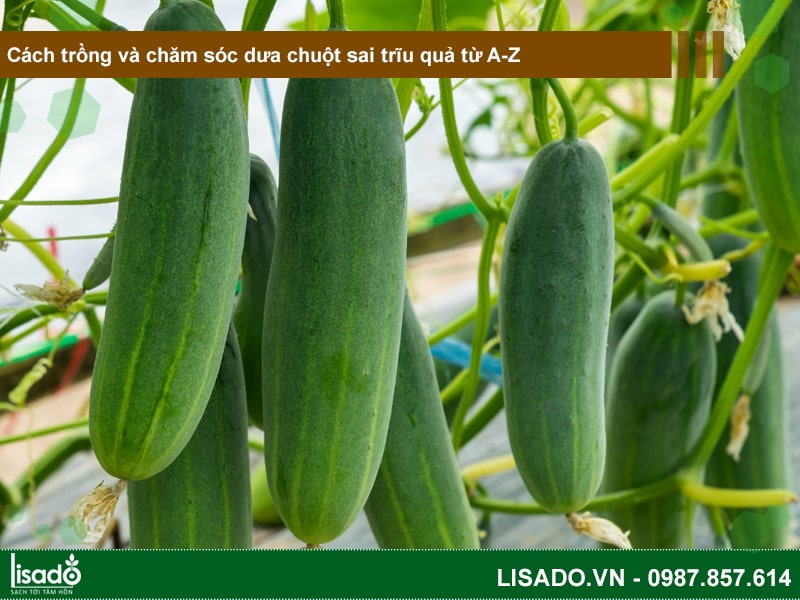 Cách trồng và chăm sóc dưa chuột sai trĩu quả từ A-Z